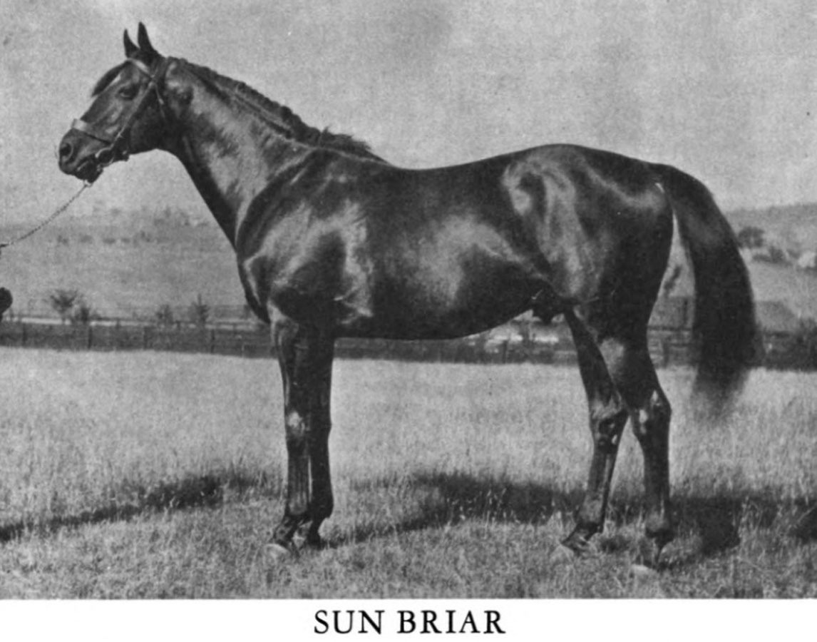 A Record for Sun Briar