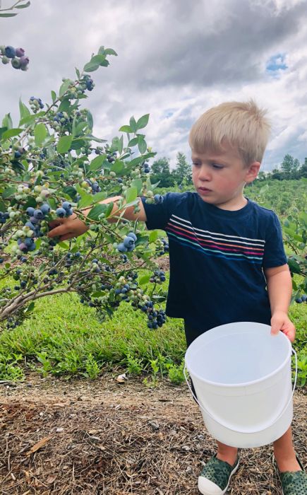 Star Farm grandson Dylan berry-picking.